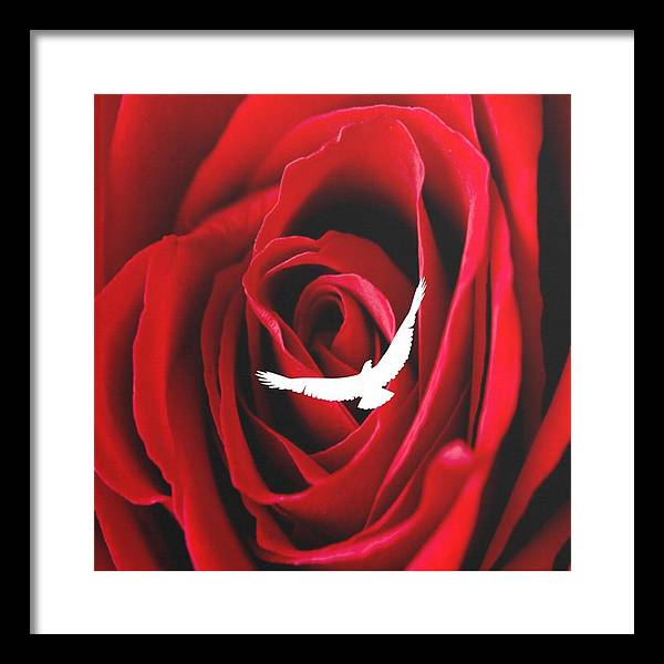 Love - Framed Print